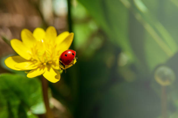 Ladybug resting on a buttercup flower macro photography. Photographed creatively with two macro flash