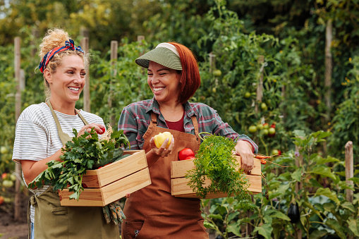 Two female farmers holding crates full of tomatoes, parsley, carrots, cucumbers and paprikas after harvesting