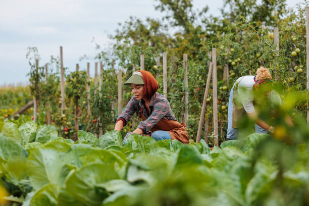 istock Two female farmers picking tomatoes and cabbage 2130838707
