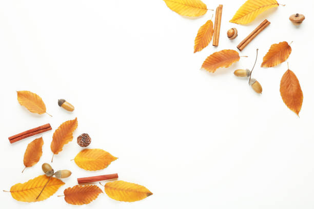 Autumn leafs with acorns and cinnamons on white background
