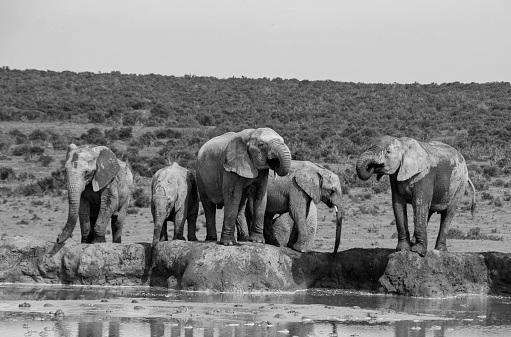 In the heat of the South African sun elephants enjoy a drink at a waterhole.