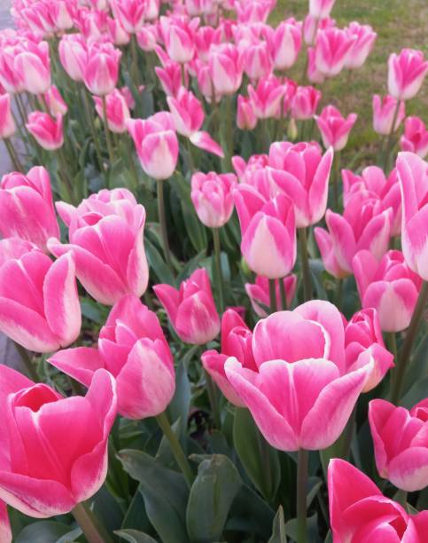 istock Tulips in spring, beauty of flowers 2130866906
