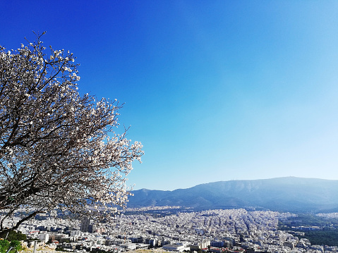 Flowering almond blossoms in spring against the backdrop of Athens.