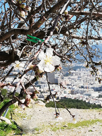 Flowering almond blossoms in spring. Greece, Athens
