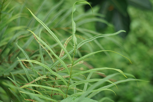 Pteris vittata (Chinese brake, Chinese ladder brake, simply ladder brake, Pakis rem cina). It is grown in gardens for its attractive appearance or used in pollution control schemes