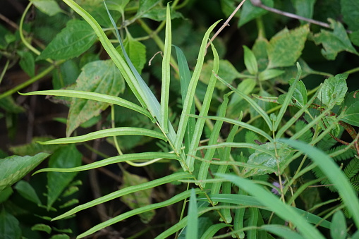 Pteris vittata (Chinese brake, Chinese ladder brake, simply ladder brake, Pakis rem cina). It is grown in gardens for its attractive appearance or used in pollution control schemes