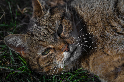 Tabby old male cat with big head in green spring sunny grass
