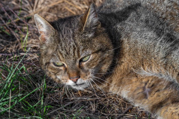 Tabby old male cat with big head in green spring sunny grass