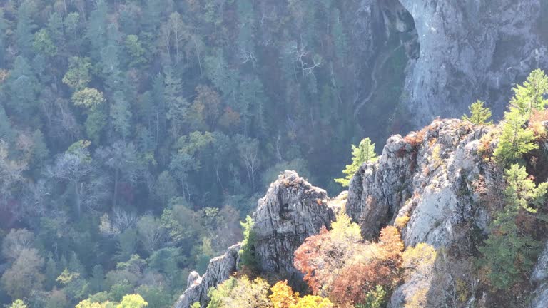 Mountain Side With Trees and Rocks