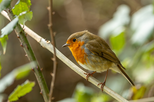 Adult Robin with vibrant red breast perched on a branch in Dublin's National Botanic Gardens.