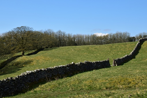 Dry stone wall leading through grassy hilly pastures to trees in the distance, with clear blue sky on a bright sunny Spring day