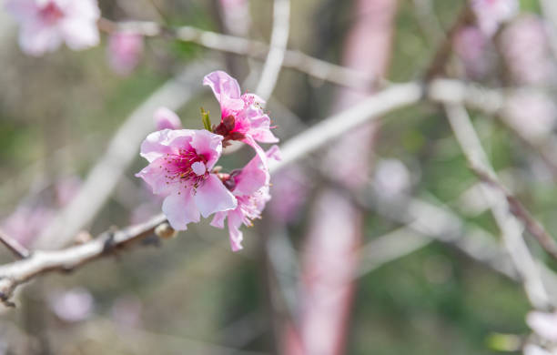 istock Peach flowers on a sunny day, macro photo 2130901786