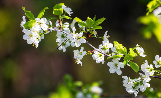 Cherry tree in bloom, branch with white flowers placed over blurred natural background, macro photo with selective focus