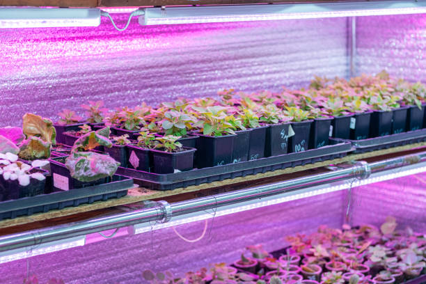 istock Growing flower seedlings indoors under full spectrum LED lighting 2130906629