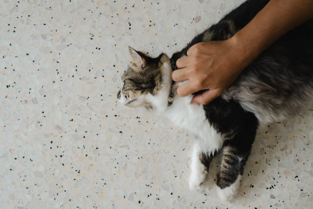 istock Daily life Cat Petsitting 2130910864