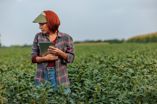 Female Caucasian redhead farmer holding a tablet, checking her plant in the middle of vegetable field and looking around