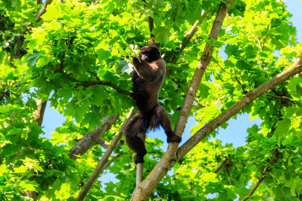Common woolly monkey, brown woolly monkey, or Humboldt's woolly monkey (Lagothrix lagotricha) on a tree