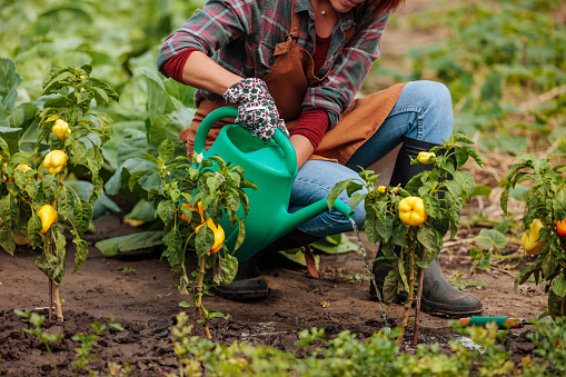 Female Caucasian farmer crouching her organic garden, holding her watering can and watering her bell peppers