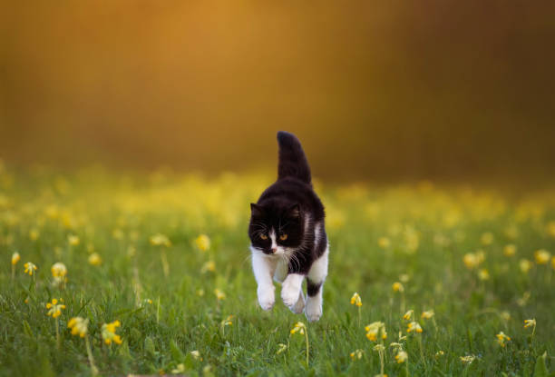 clever cat runs jumping high across a green meadow on a sunny spring day
