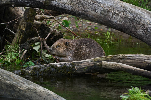 istock Eurasian Beaver, Scotland 2130942560