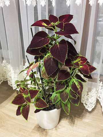 Green and red houseplant. Close-up of coleus plant in living room