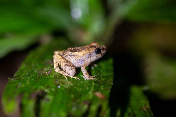 istock Montane dink frog, Diasporus hylaeformis, on a leaf 2130951349