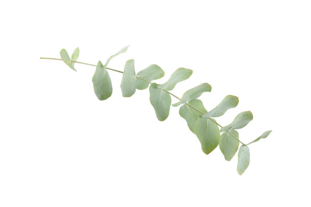 istock Green eucalyptus leaves isolated on a white background. Aromatherapy.Beautiful eucalyptus branches. Bouquet. Place for text, copy space, mockup 2130962844