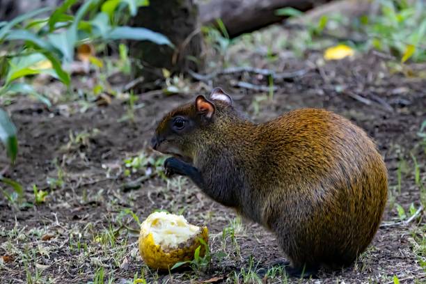 Central American agouti, Dasyprocta punctata, in a forest A Central American agouti, Dasyprocta punctata, in a forest, Costa Rica. dasyprocta punctata photos stock pictures, royalty-free photos & images