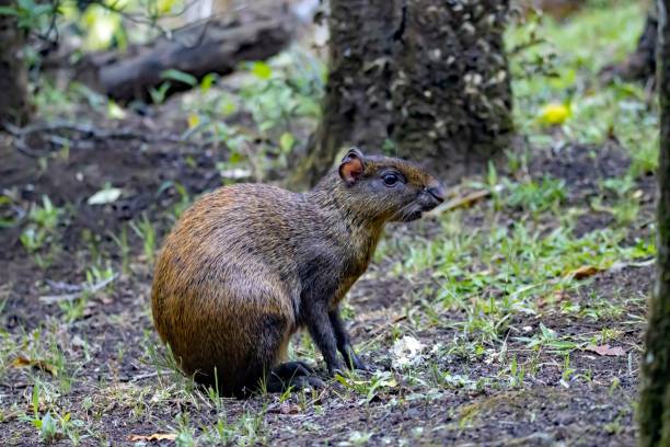 Central American agouti, Dasyprocta punctata, in a forest A Central American agouti, Dasyprocta punctata, in a forest, Costa Rica. dasyprocta stock pictures, royalty-free photos & images