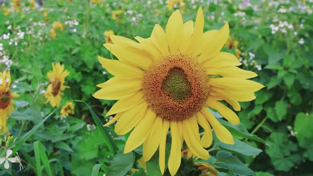 Sunflower close-up in field, sunflower blossom captured. Sunflower blossom, vibrant detail. Sunflower, blossom focus, field setting