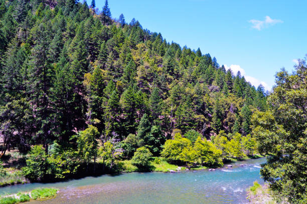 istock River and forest in California 2130981916