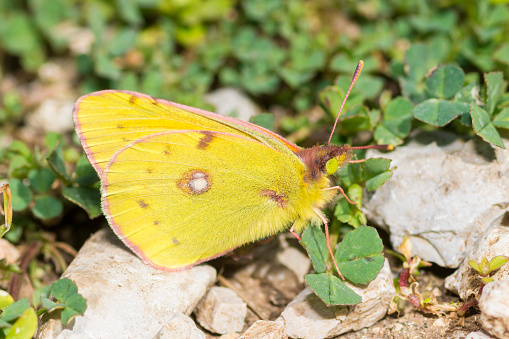 Selective focus on Clouded Yellow butterfly, Colias Croceus