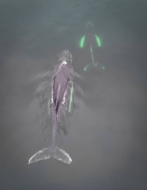 istock Drone view of Humpback Whales 2131003227