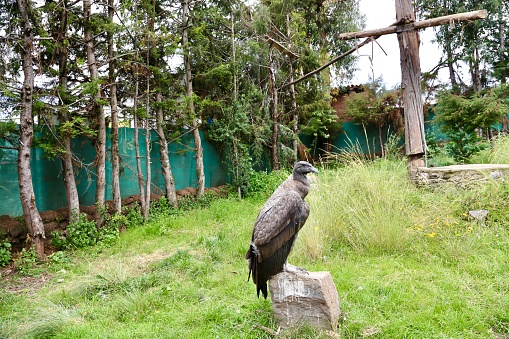 Andean Condor Cusco region Peru