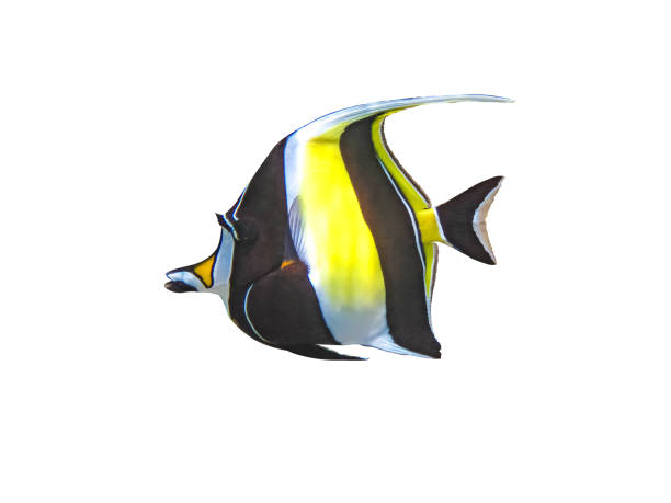 istock portrait of a fish zanclus cornutus on a white background 2131007958