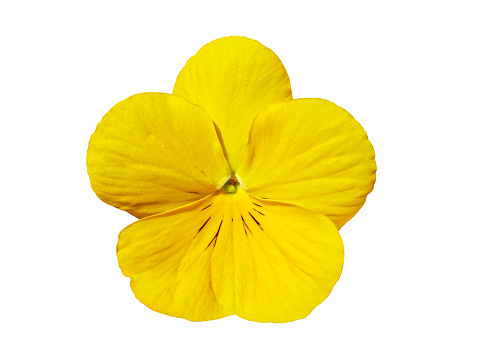 Pansy flower Isolated on White Background. Viola Yellow Pansy Flower Isolated on White Background. Object with clipping path.