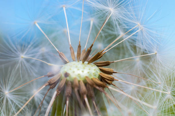 Extreme macro close up dandelion seeds in summer. Change growth movement direction concept. Inspirational natural floral spring or summer background. Ecology nature new cycle