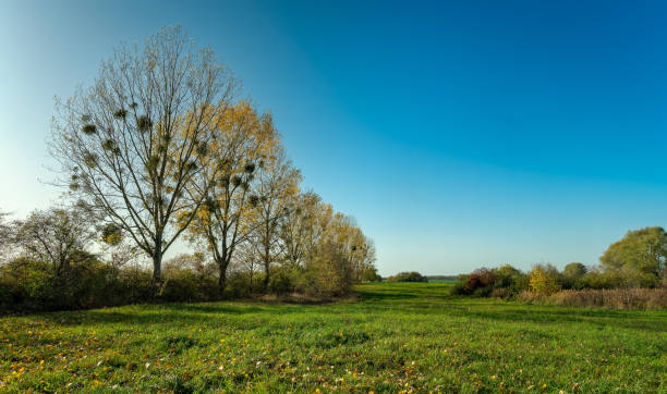 istock Trees with mistletoe alongside the autumnal 