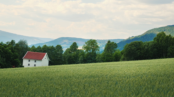 Traditional farmhouse, in the foreground a field of green wheat. A typical view of a Norwegian farm near the mountains.