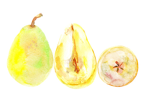 Set of fresh ripe yellow honey pear fruits. Hand drawn watercolor illustration. Delicious aromatic fruit ripened on a tree.