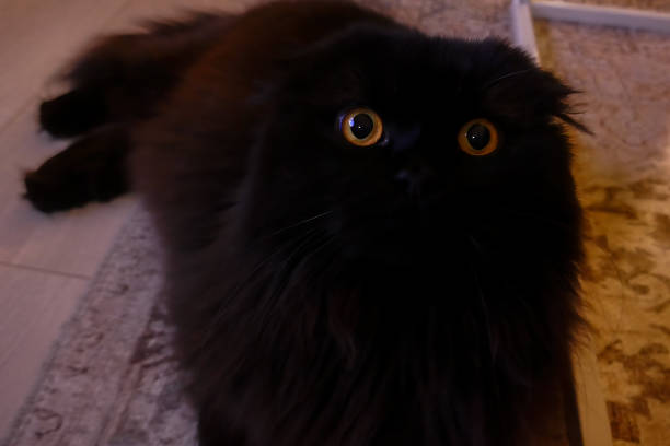 istock Black Long Hair Scottish Fold Cat 2131042149