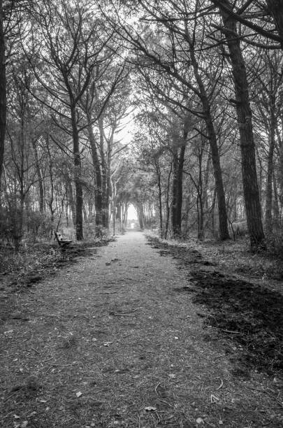 istock Avenue in the marine pine forest on a gray day 2131050555