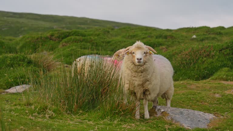 Cute sheep grazing on the meadow among lush greenery