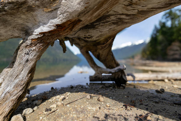 Free Stock Photo of Tree trunk close-up with a blurred lake background ...