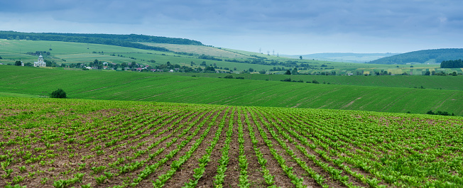 Beautiful hills landscape with cloudy sky over rows of sugar beets in the field