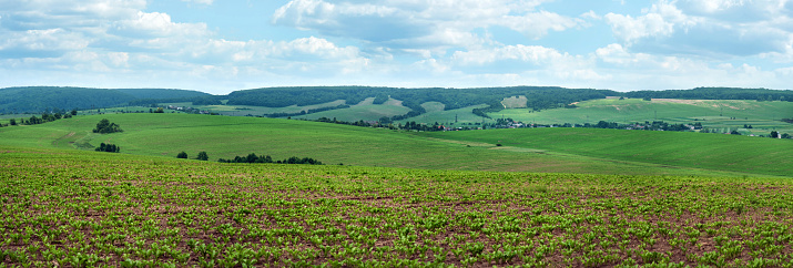 sugar beet field and hills panoramic view of landscape with cloudy sky.