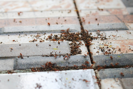 Colony of red ants coming out of the floor