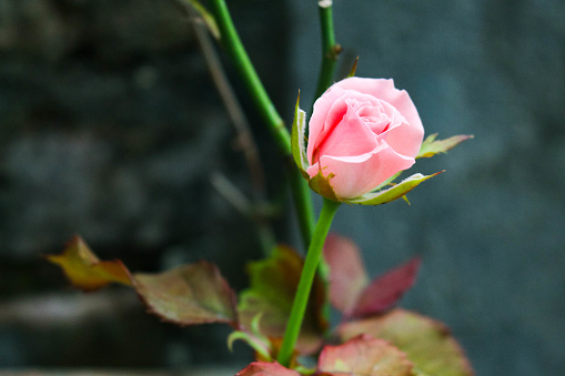 Pink roses that have not yet bloomed