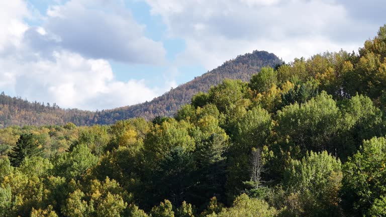 Dense Forest With Trees Under Cloudy Sky