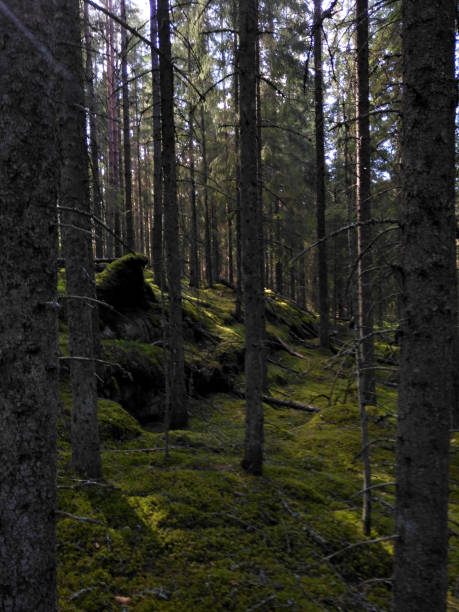 istock Pillar spruce forest in Tiveden natural reserve 2131088479